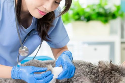 Services-Veterinary-Orthopedic-Surgery-1